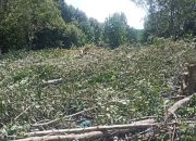Cindai Kepri Dorong Polisi Selidiki Kasus Perusakan Mangrove di Tanjung Unggat