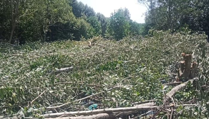 Cindai Kepri Dorong Polisi Selidiki Kasus Perusakan Mangrove di Tanjung Unggat