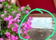 Pj Wali Kota Tanjungpinang Berang, Papan Ucapan Milik Sun Florist Rusak Bunga