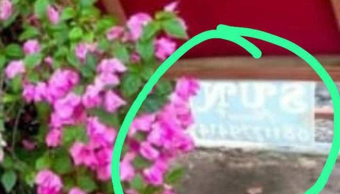 Pj Wali Kota Tanjungpinang Berang, Papan Ucapan Milik Sun Florist Rusak Bunga