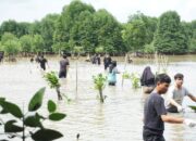 HMTI Unrika dan Turbion Tanam 1000 Mangrove di Tanjung Piayu