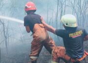 Damkar Tanjungpinang Padamkan Api di Lahan Warga