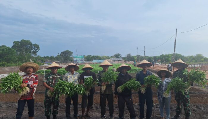 Panen Perdana Kebun Sayur dan Penaburan Bibit Ikan Nila: Upaya Ketahanan Pangan Korem 033/WP