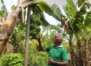 Kampung Reforma Agraria Baumata di Kupang, Capai Kemandirian Ekonomi Melalui Budidaya Pisang Cavendish